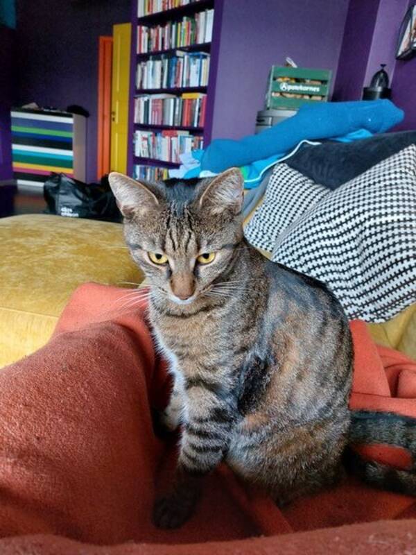 Katt - 50% Bengal 