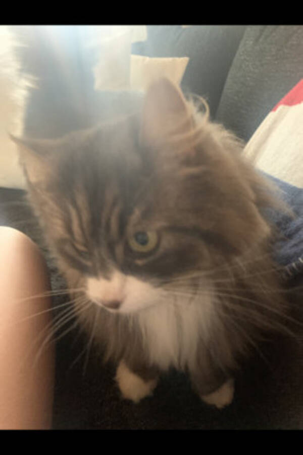 Katt - Katten Pussel