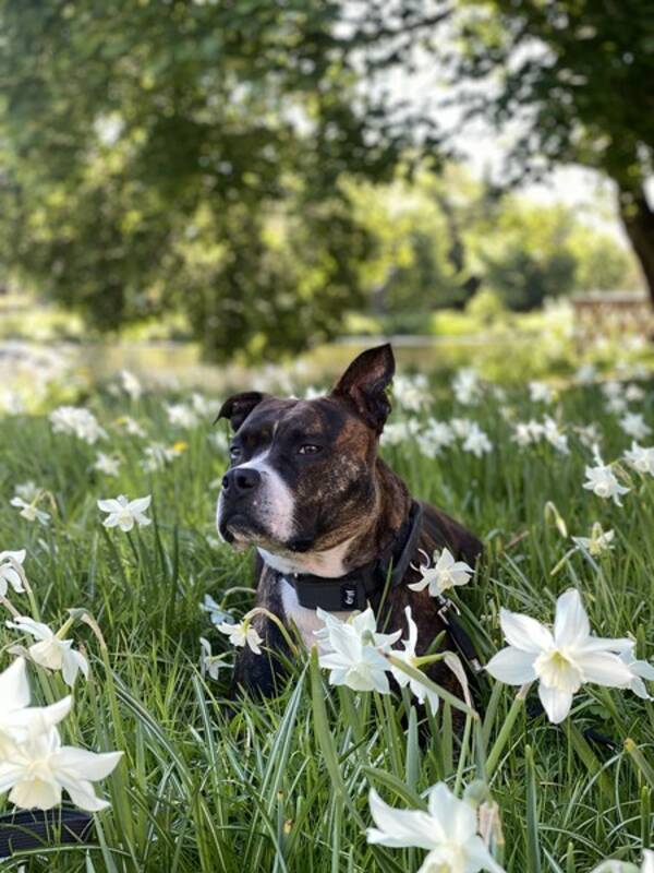 Hund - Amstaff/ambullyn Luna