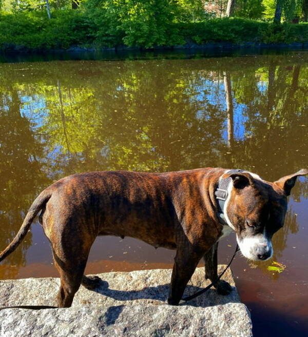 Hund - Amstaff/ambullyn Luna