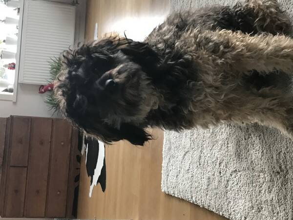 Hund - Havapoo