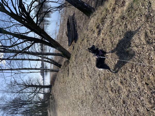 Hund - Dvärgznauser korsning Daisy Hund - Dvärgznauser korsning Daisy