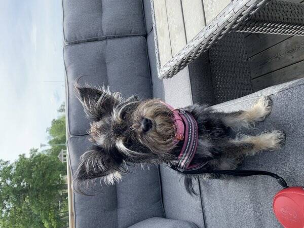 Hund - Dvärgznauser korsning Daisy Hund - Dvärgznauser korsning Daisy