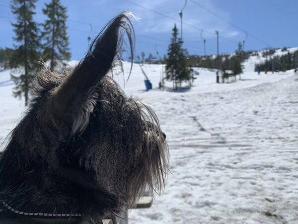 Hund - Dvärgznauser korsning Daisy Hund - Dvärgznauser korsning Daisy