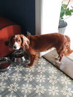 Cocker spaniel Bobbie Cocker spaniel Bobbie