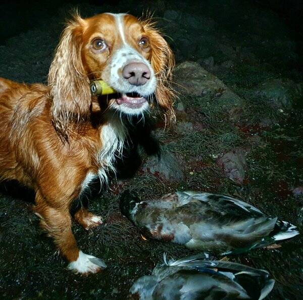 Hund - Cocker spaniel Bobbie Hund - Cocker spaniel Bobbie