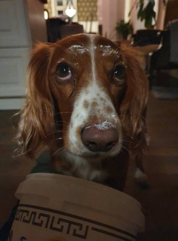 Hund - Cocker spaniel Bobbie