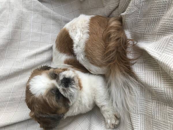 Hund - Gizmo