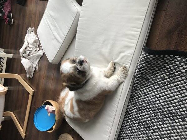 Hund - Gizmo