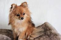 Pomeranian Pomeranian