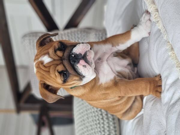Hund - Engelsk bulldog Nala