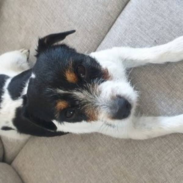 Hund