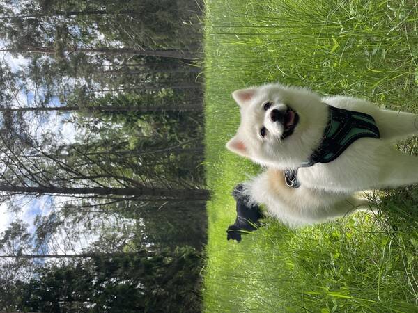 Hund - Chloe- pomeranian/ spets 