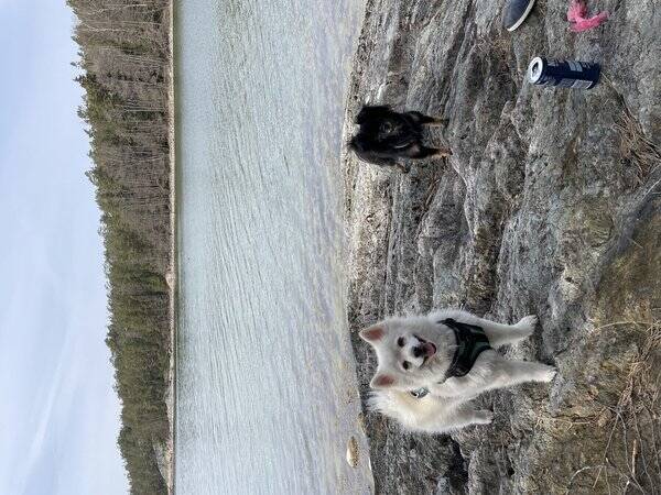 Hund - Chloe- pomeranian/ spets 