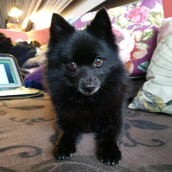 Hund - Shiva - charmig och pytteliten