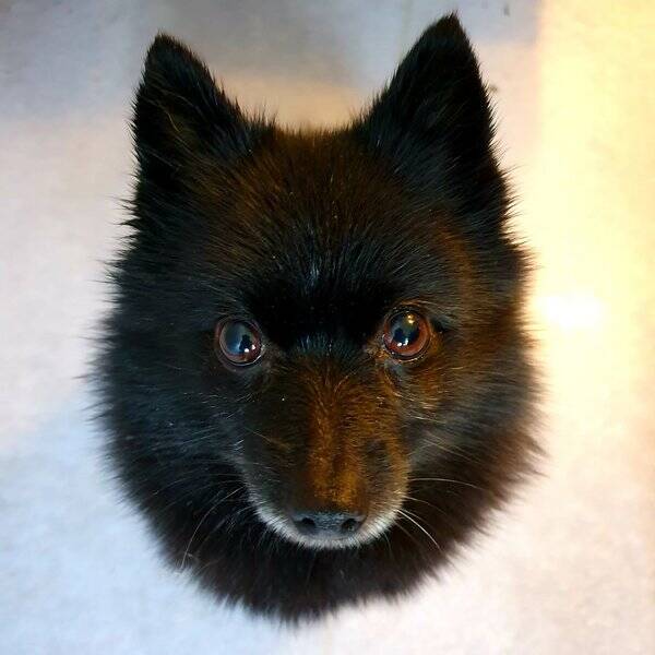 Hund - Shiva - charmig och pytteliten