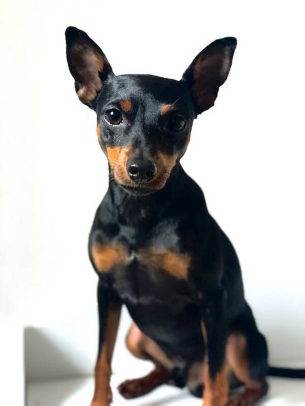 Hund - Dvrgpinscher 