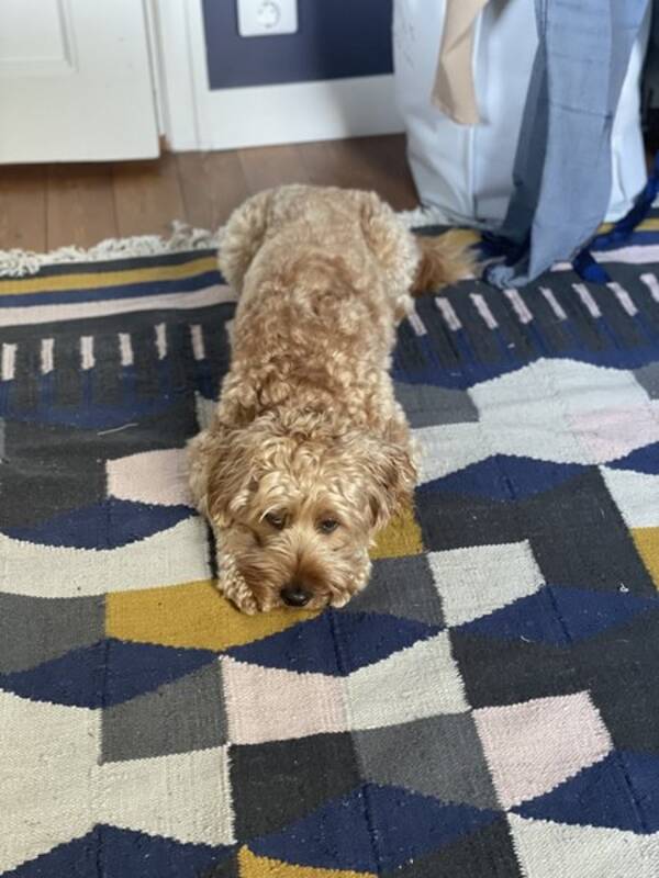 Hund - Labradoodlen Lollo