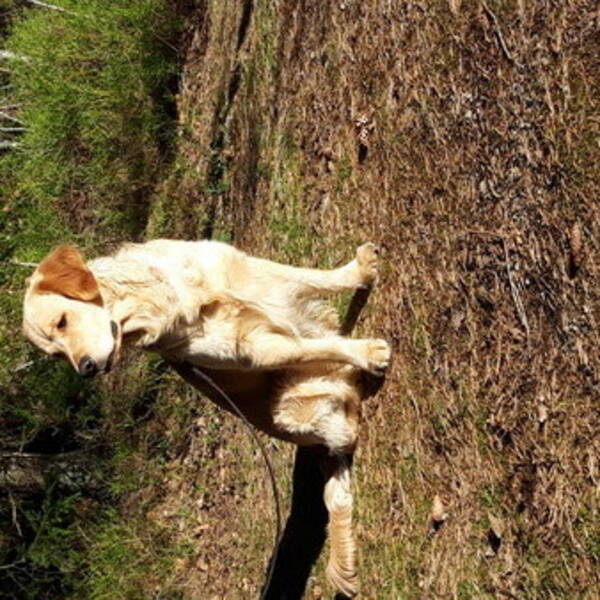 Hund - Golden Retriever 