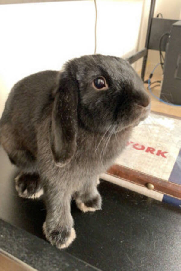 Övrigt - Kanin Övrigt - Kanin