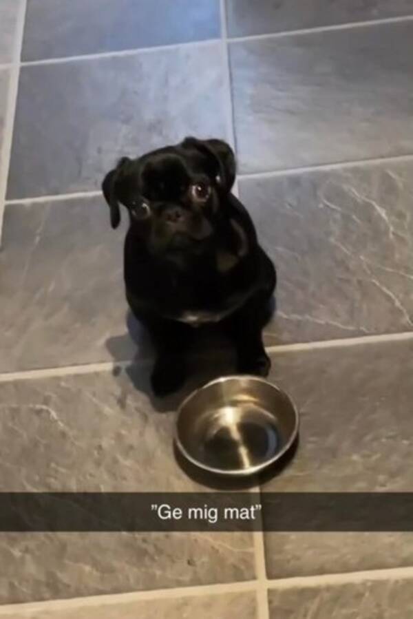 Hund - Mopsen Molly