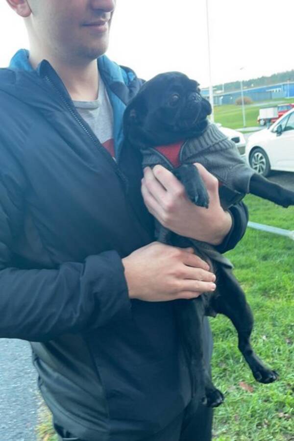 Hund - Mopsen Molly