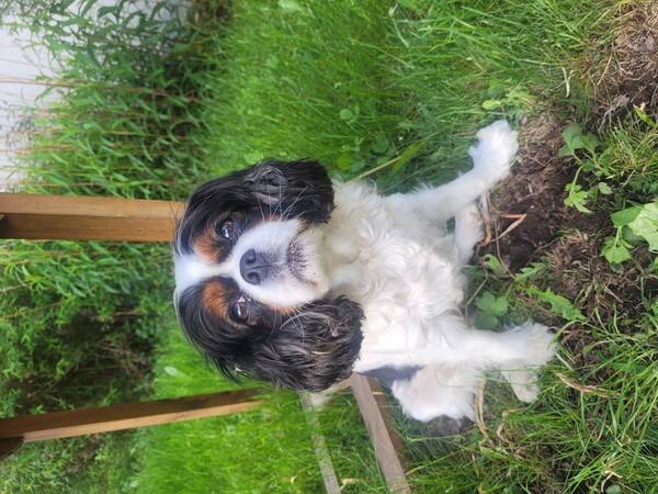 Hund - King Carles Cavalier