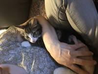 Snøstjerne Snøstjerne