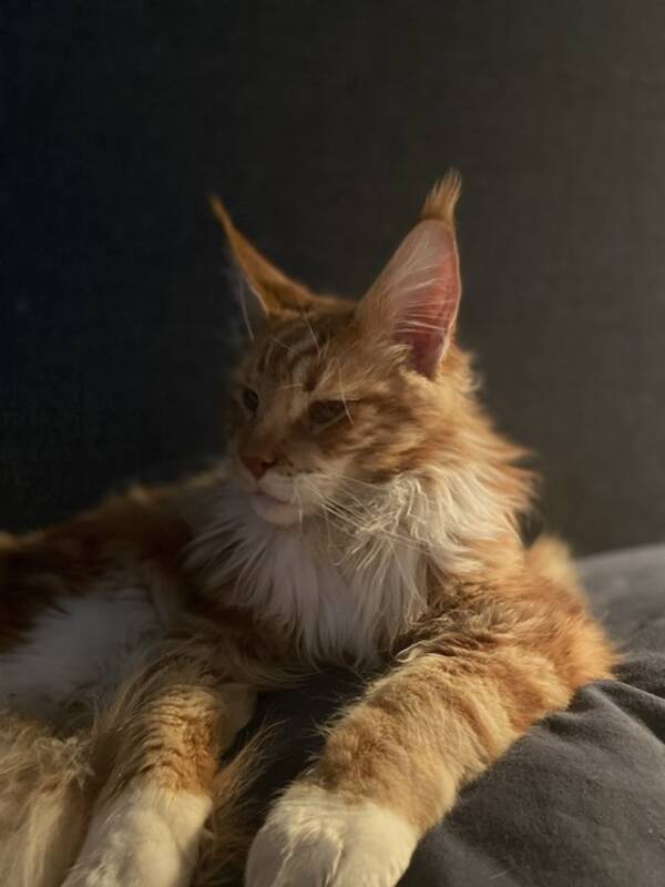 Katt - Maine Coon Katt - Maine Coon