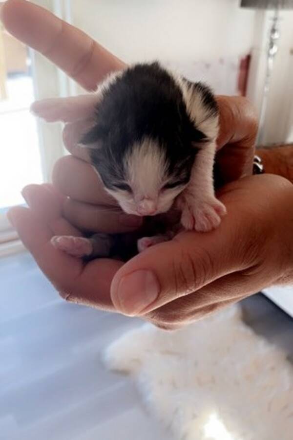 Katt - Kattunger Katt - Kattunger