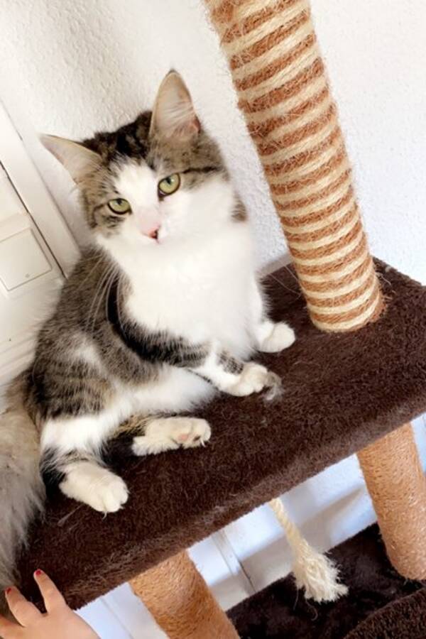 Katt - Kattunger Katt - Kattunger