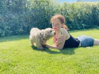 Bichon havanais Ozzy