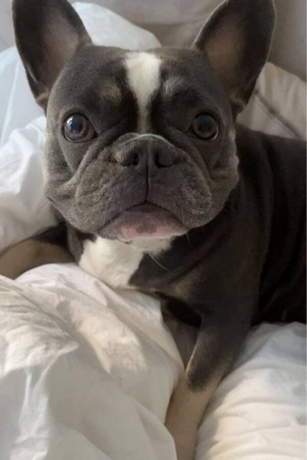 Hund - Fransk bulldogg - Blue