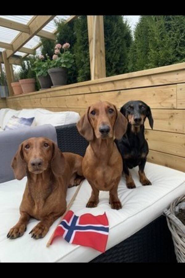 Hund - Dachs korthåret Hund - Dachs korthåret