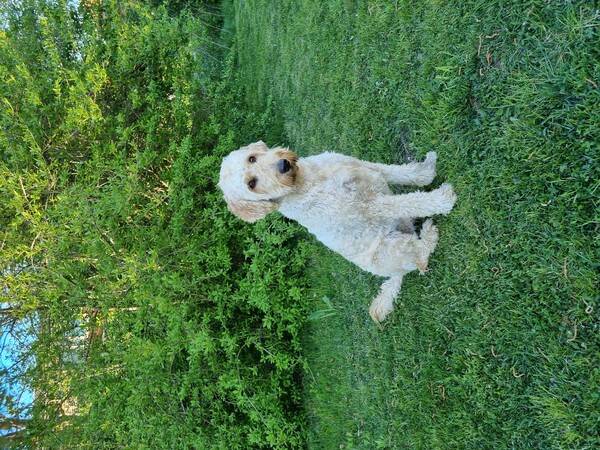 Hund - Hunden Malla