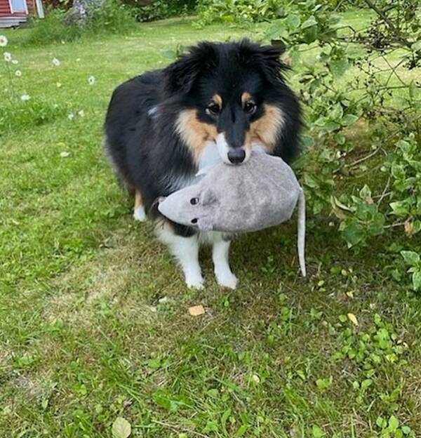 Hund - Shetland sheepdog, Pixi