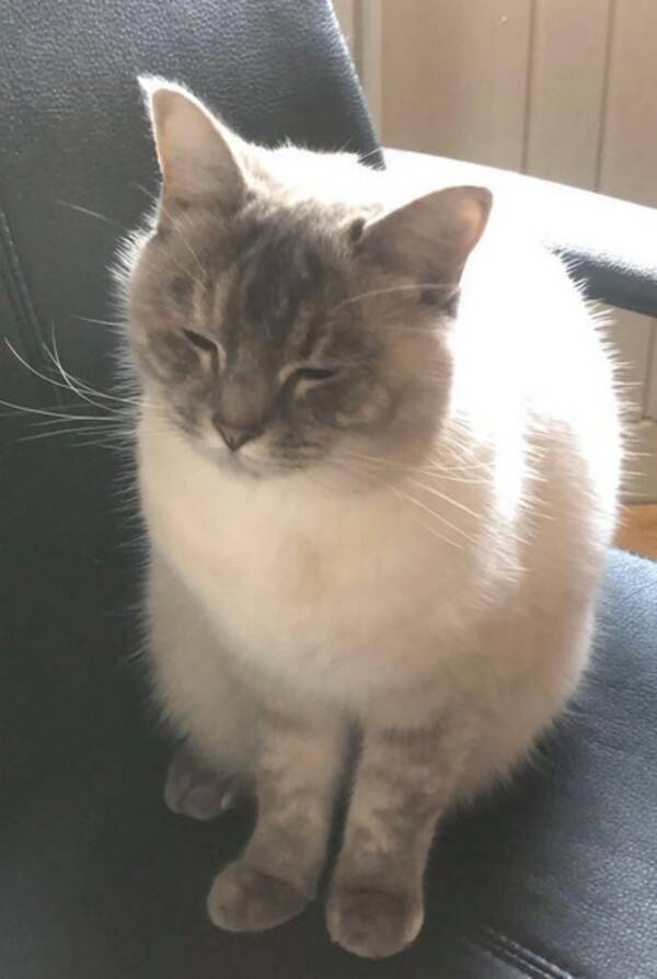 Katt - Kissen Moira