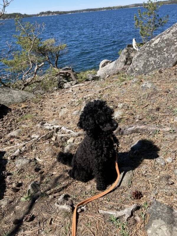 Hund - Svart dvärgpudel Pudel Tingeling Hund - Svart dvärgpudel Pudel Tingeling