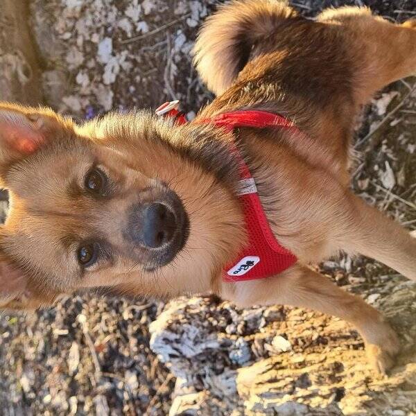 Hund - Glada Doris