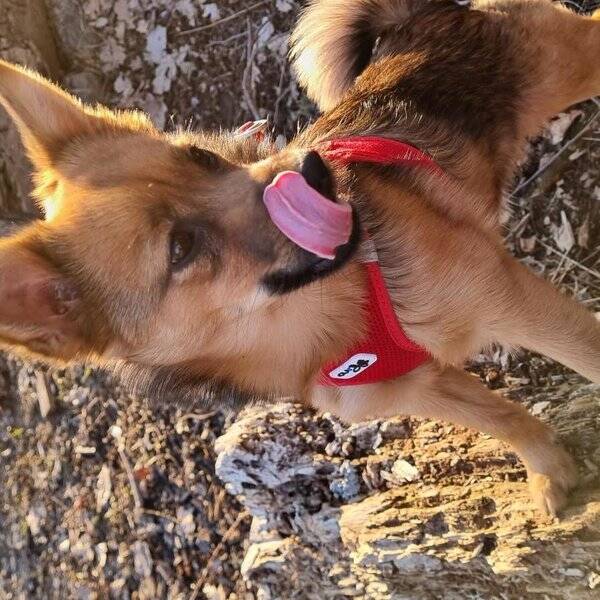 Hund - Glada Doris