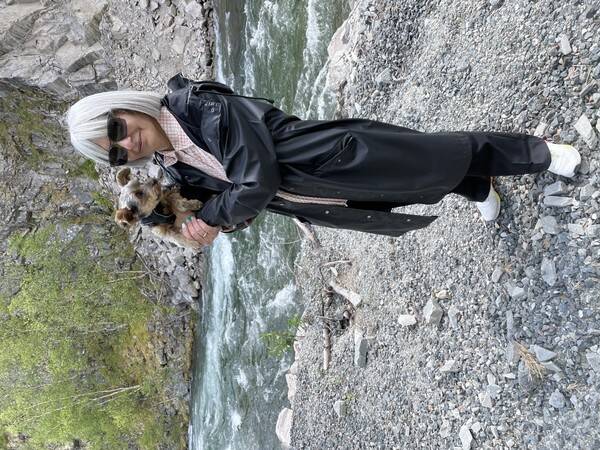 Hund - Yorkshire terrier 