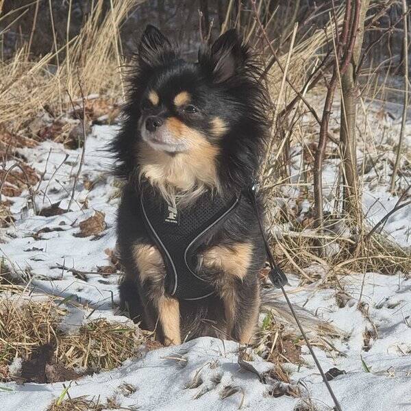 Hund - Blandras namn Atlsa