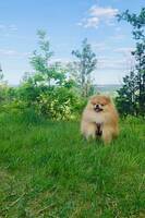 Pomeranian Pomeranian