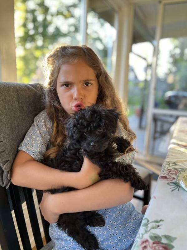 Hund - Milo the chipoo 