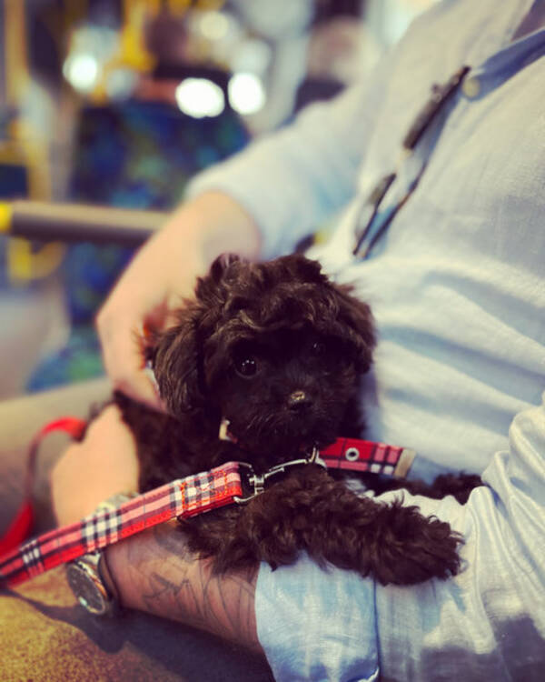 Hund - Milo the chipoo 