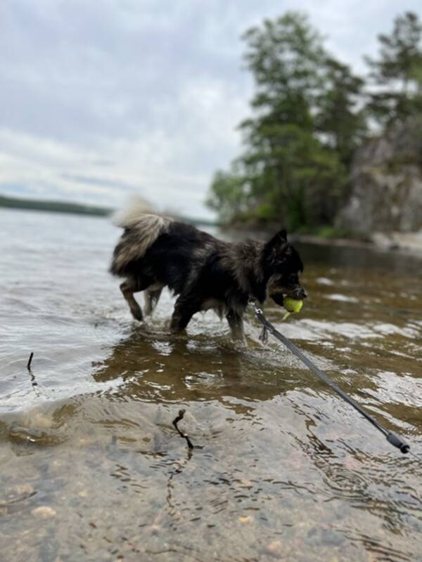 Hund - Selma, blandras