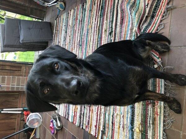 Hund - Blandrasen Doris 1 r