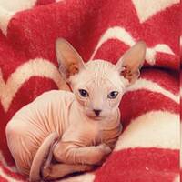 Sphynx katt
