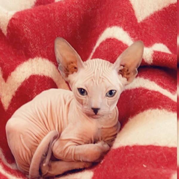 Katt - Sphynx katt