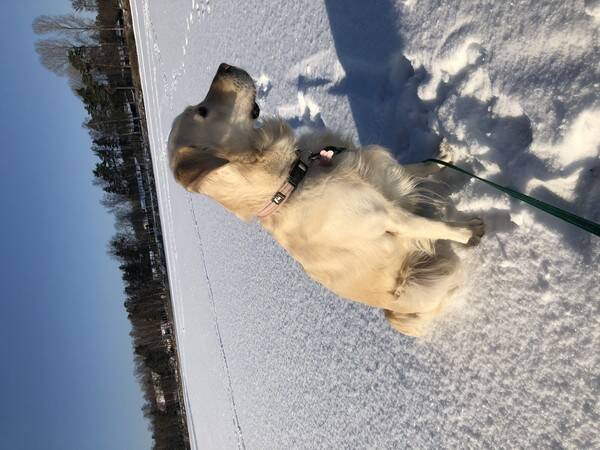 Hund - Golden, Izzie